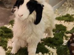 -郭靖·烤全羊·内蒙菜·烧烤(望京旗舰店)