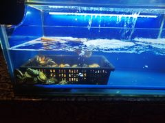 水产区-芭菲盛宴·环球美食(解放碑英利国际店)