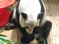 -深圳野生动物园