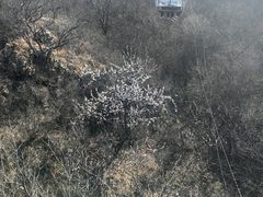 -富斯特索道
