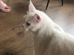 -东方名猫馆·英短金渐层布偶猫舍(环线广场1号楼店)