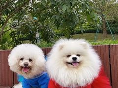 -美联众合动物医院·24h转诊中心