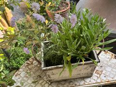 -Jo's Garden