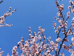 -桃花堤公园