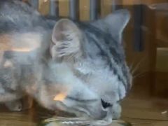 -叮叮猫咪生活馆