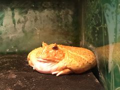 -上海大自然野生昆虫馆(东方明珠·爬宠昆虫探索中心)