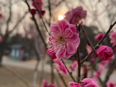 -洛阳市隋唐城遗址植物园