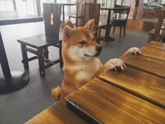 -柴源莊·柴小宠柴犬咖啡