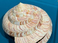 -青岛贝壳博物馆