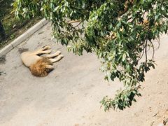 -大连森林动物园