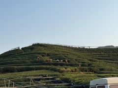 -龙坞茶村