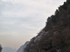 -王莽岭风景区