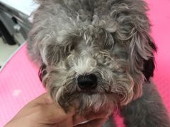 -宠福鑫康馨动物医院·骨科·眼科