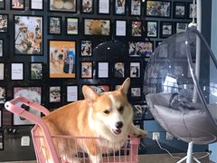 -汪说·狗咖(旺城大厦店)