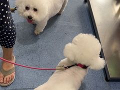-顺强宠物诊所·狂犬免疫·夜诊·骨科(嘉定店)