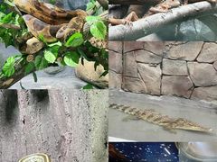 -贵州森林野生动物园