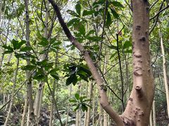 -深圳仙湖植物园