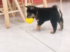 -柴犬小屋·柴餐厅·狗咖食堂(金鼎广场店)