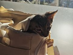 -佑安动物医院·全科·内窥镜中心(幸福巷店)