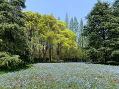 -上海滨江森林公园
