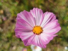 -春花秋色城市公园