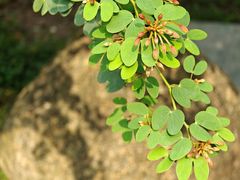 -中国科学院华南植物园