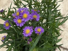 -龙大花卉苗木市场