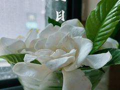 -碧云国际社区·晓园