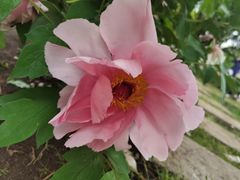 -黑龙江省森林植物园