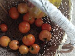 -马陆小张葡萄园农家乐