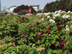 -曹州牡丹园