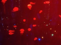 -锦艺城海洋馆
