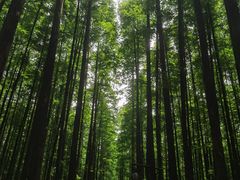 -山王坪喀斯特国家生态公园