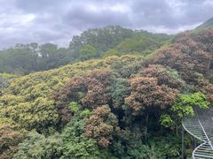 -深圳仙湖植物园