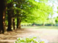 -上海共青森林公园