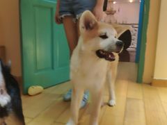 -喜柴咖啡·柴犬狗咖