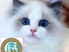 -Bastet sally猫舍购宠(静安店)