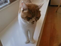 -Let's go狗咖·猫咖·奶狗·桌游(春熙路IFS店)