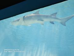 -北戴河圣蓝海洋公园