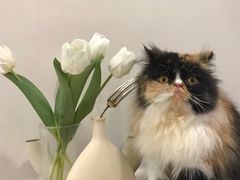-More Fun猫咖 二十只万元加菲主题