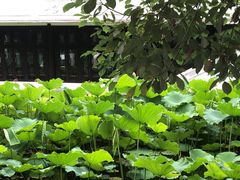 -桂湖森林公园