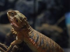 -绿色星球动物主题公园