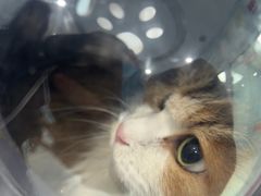 -纳吉亚猫专科动物诊疗中心(蒋宅口分院)