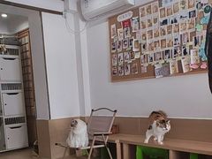-是阿柴呀！柴犬咖啡·爱喵喵猫咖
