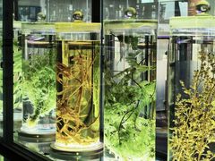 -广东中医药博物馆