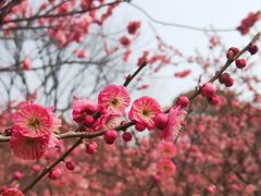 -无锡梅园公园