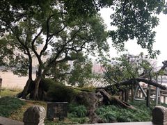 -江心屿景区