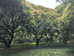 -荔香公园