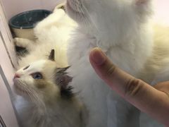 -喵的天空名猫咖啡馆·撸猫·猫舍·用品