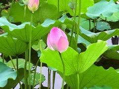 -荔湾湖公园
